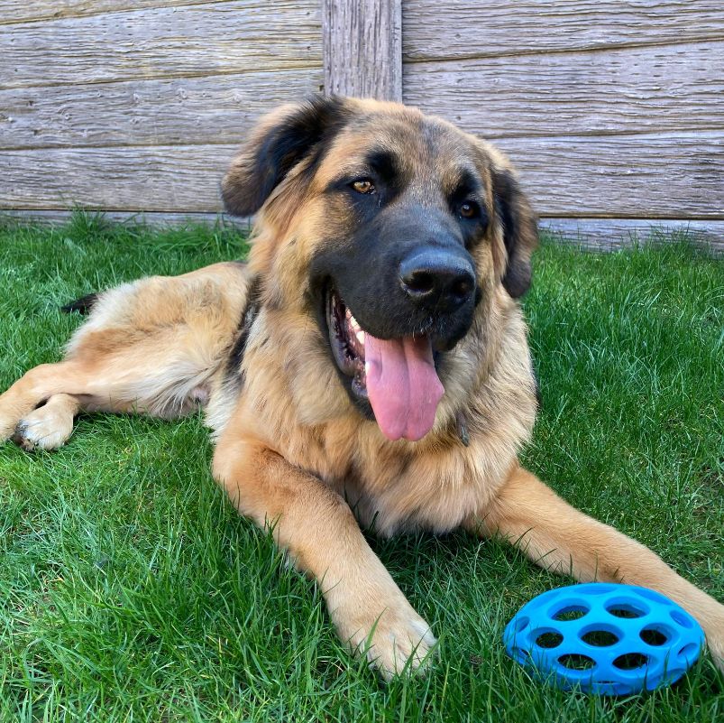 Dog-friendly B&B in Ilfracombe — dogs are welcome at Avoncourt Lodge