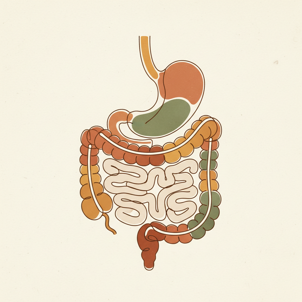 3 Signs Your Gut Needs Support