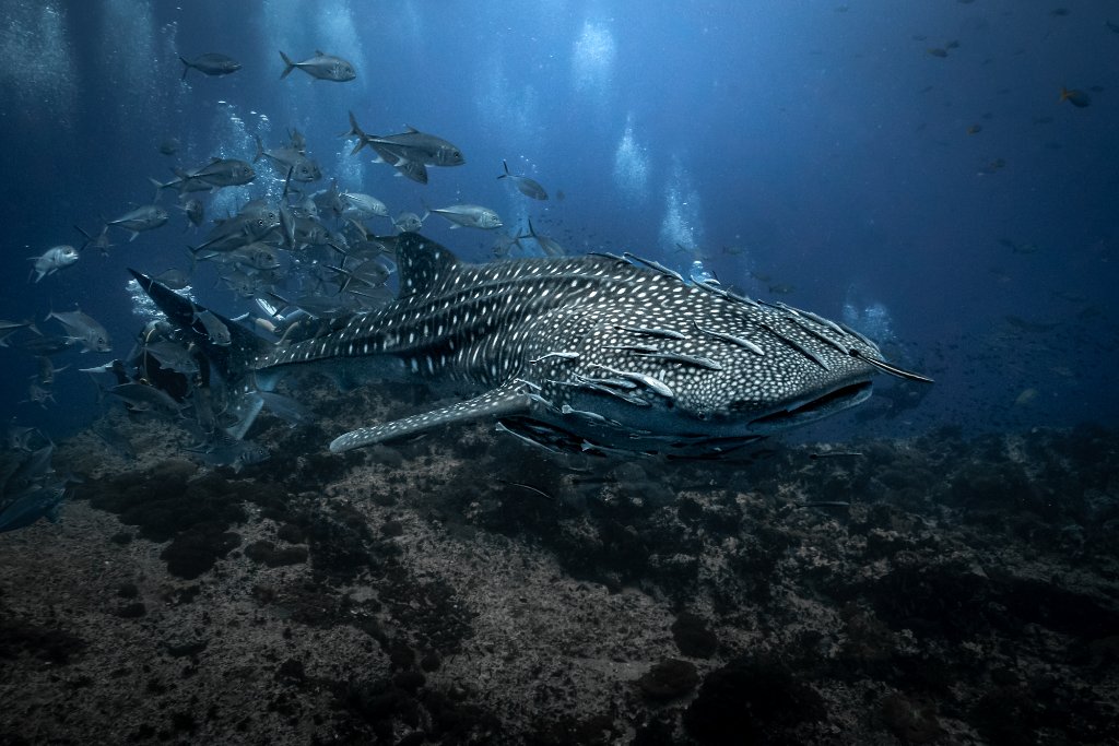 Whale Shark Encounter