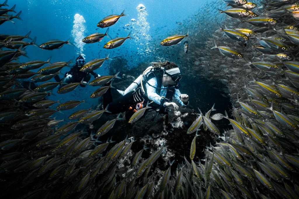 Diving with Fish School