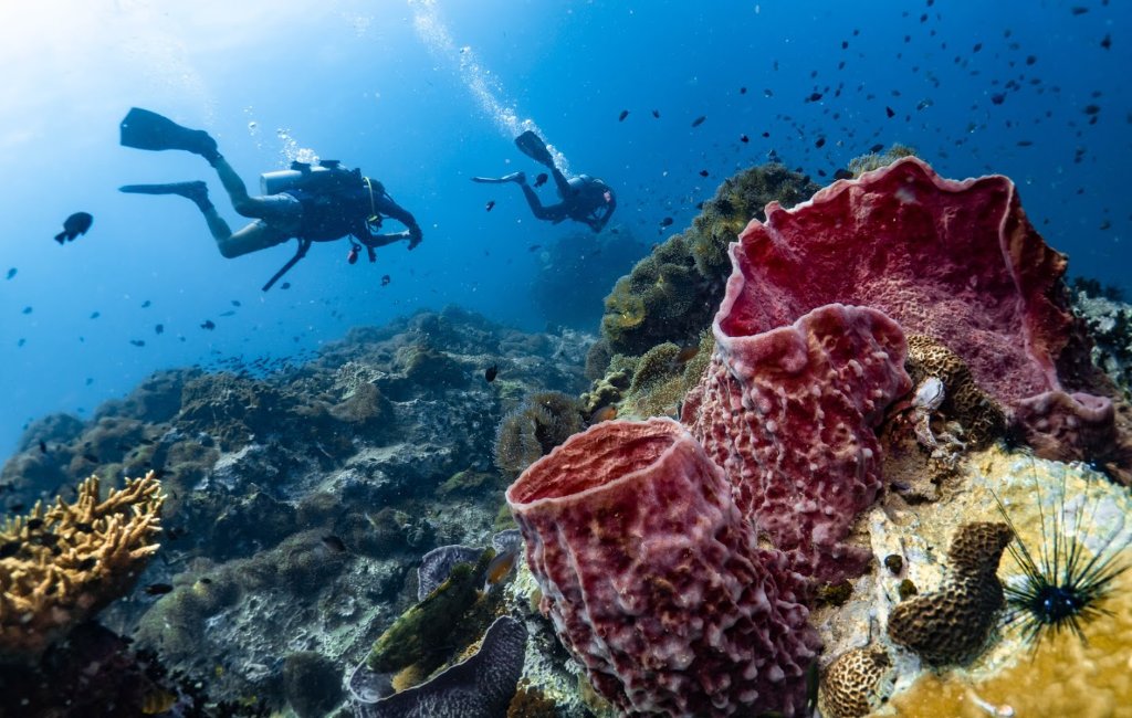 Coral Reef Exploration