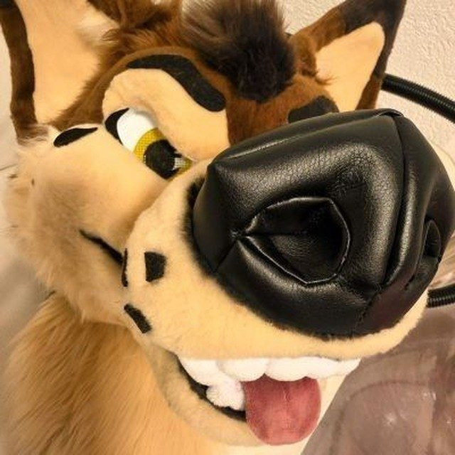 Ayce Coyote