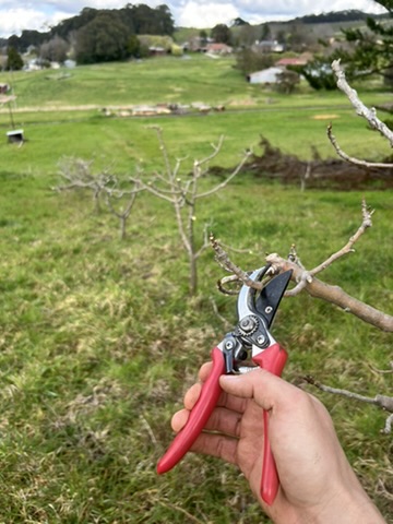 Pruning the fig trees for the new season.