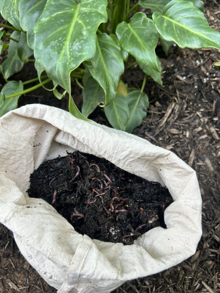 Compost worms