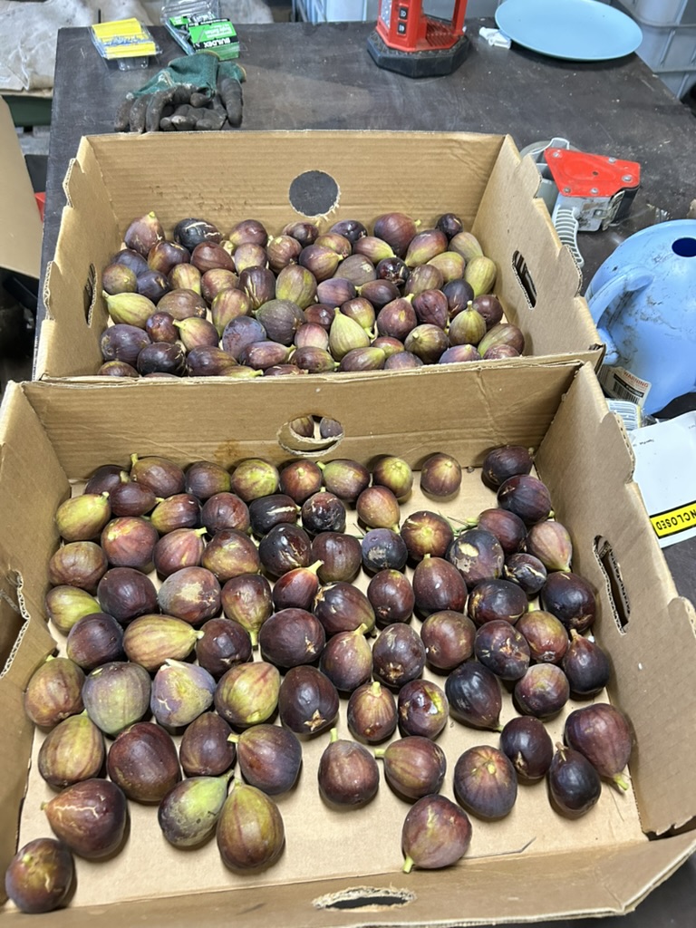 Fresh Figs