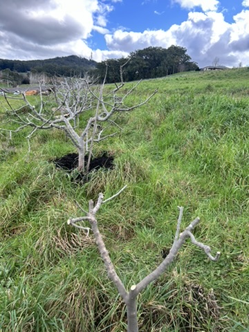 Fig trees pruned and mulched.