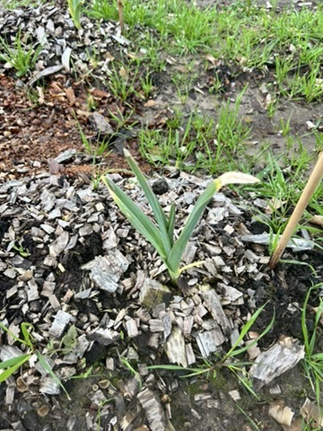 Garlic shooting up through the wood chip mulch.