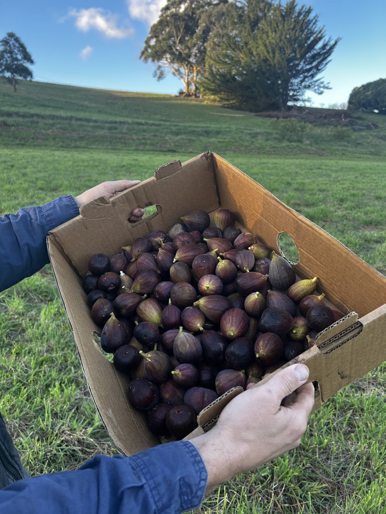 Fresh figs harvested in spring