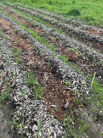The garlic beds coming along nicely.