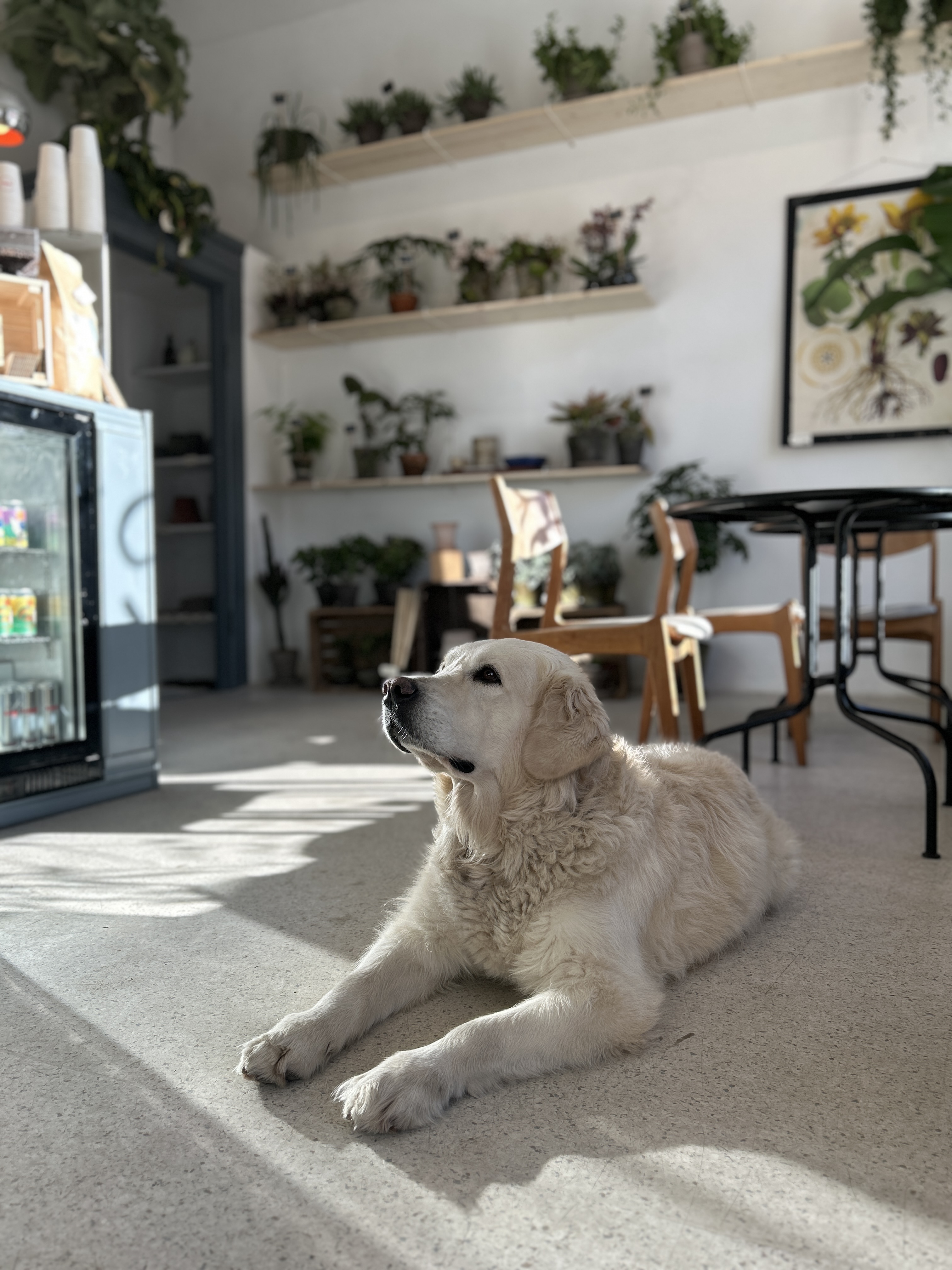 Hunden hviler på gulvet mellem planterne