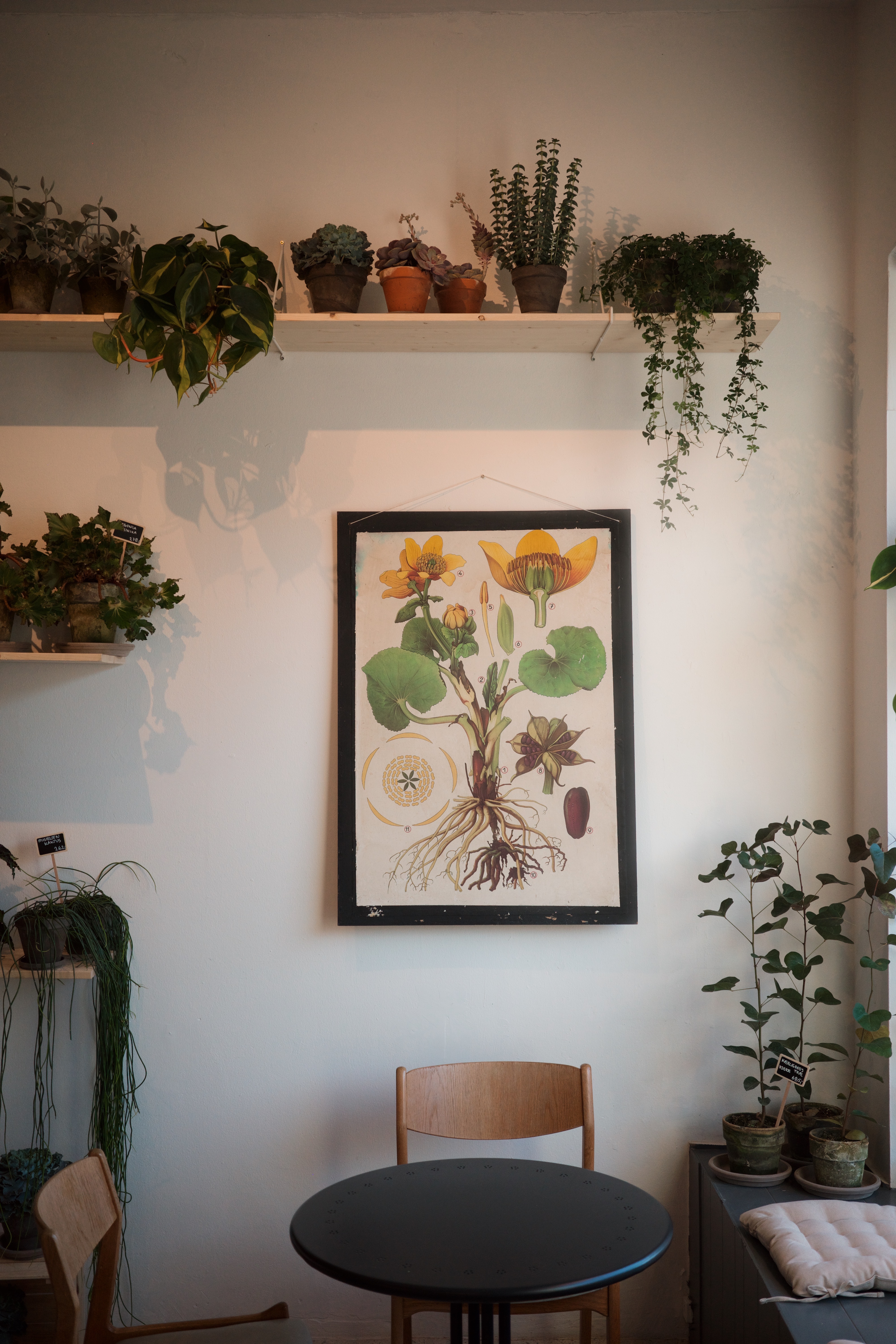 Botanisk plakat i butikken