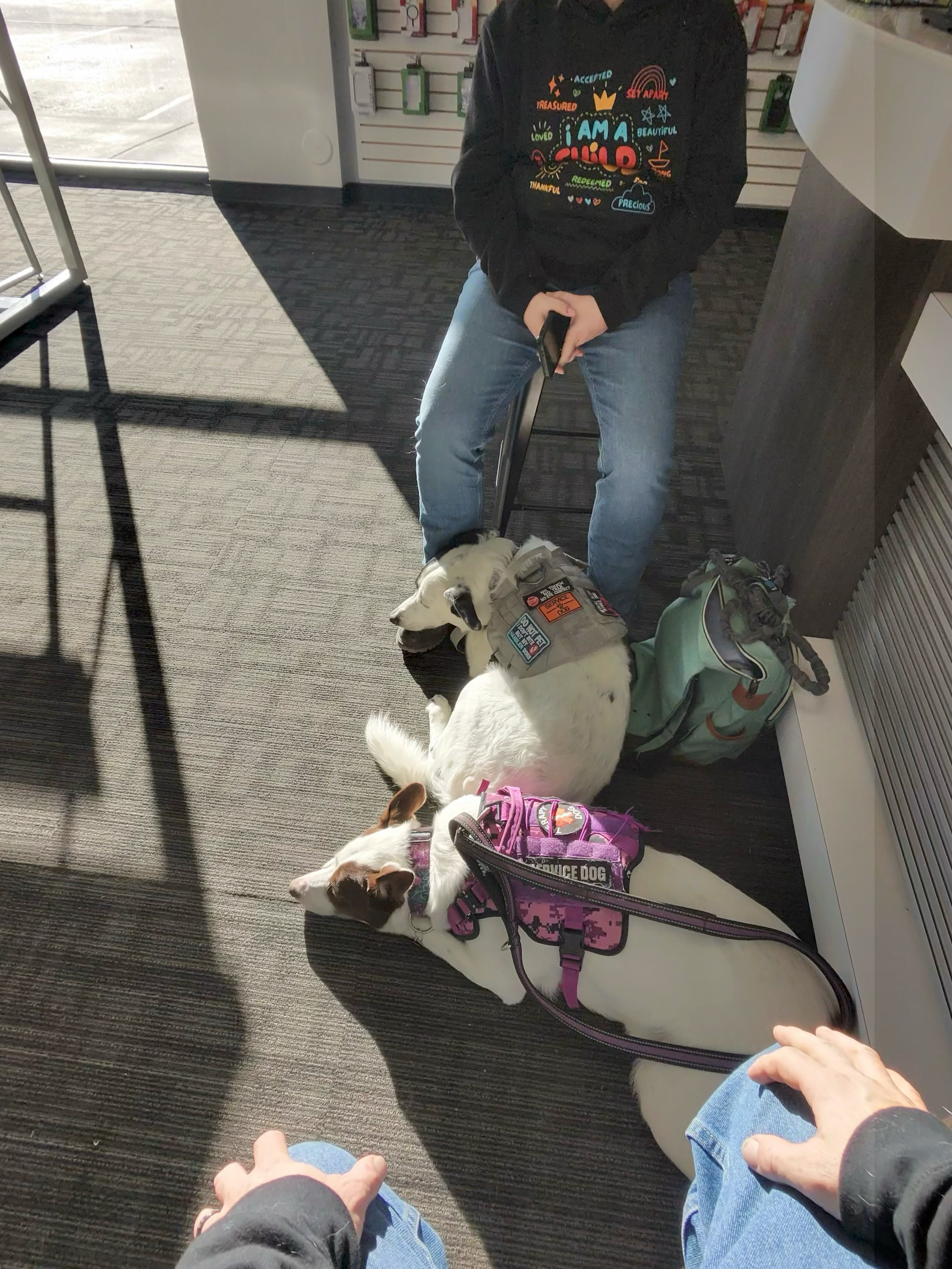 Joker & Harley — service dogs in training