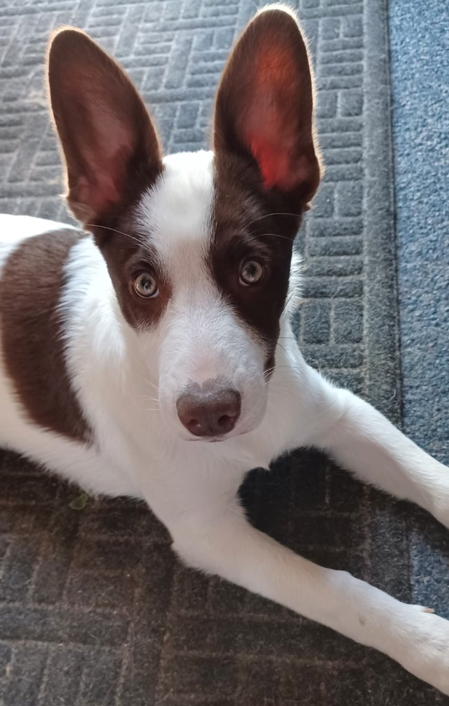 One of our dogs