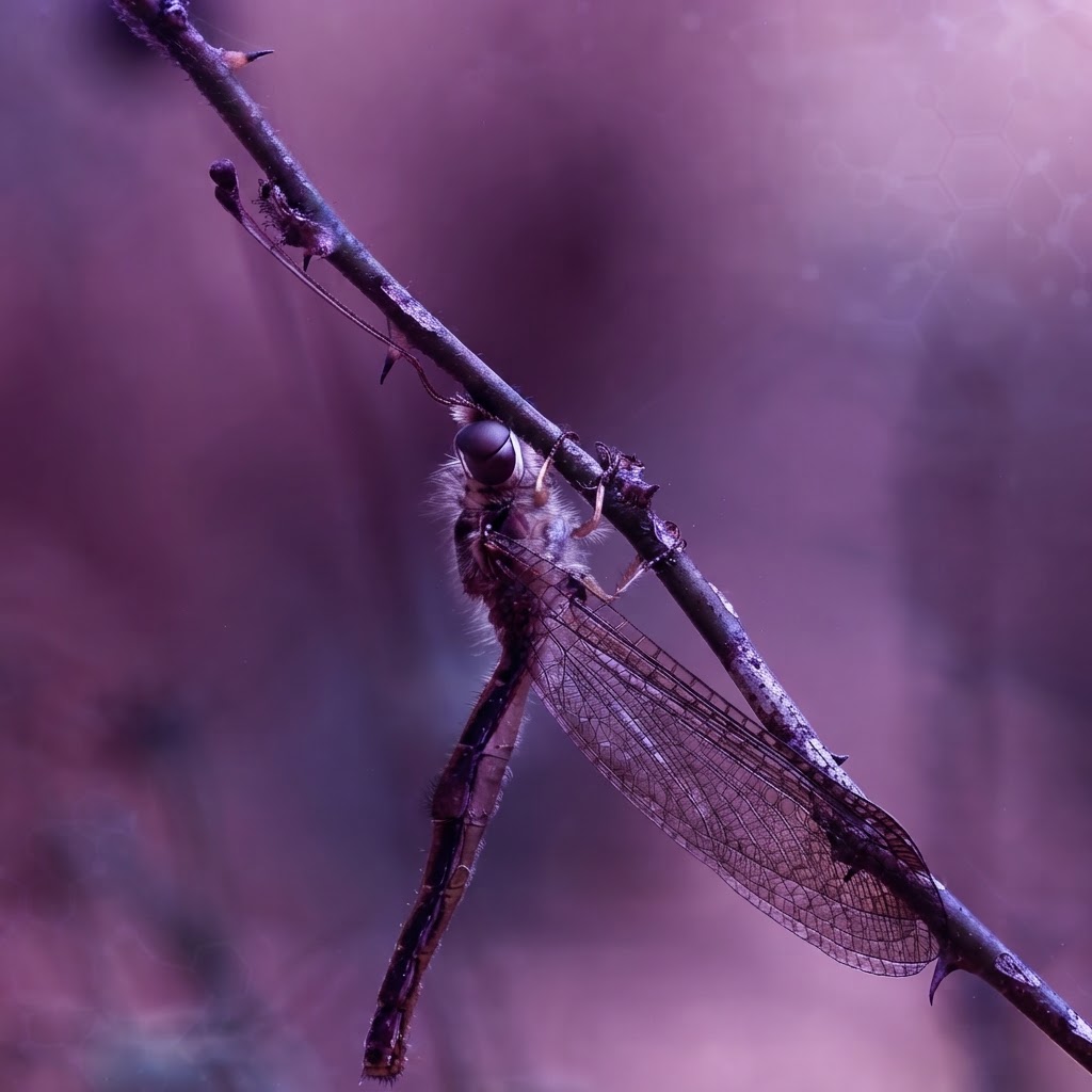 Dense Connection