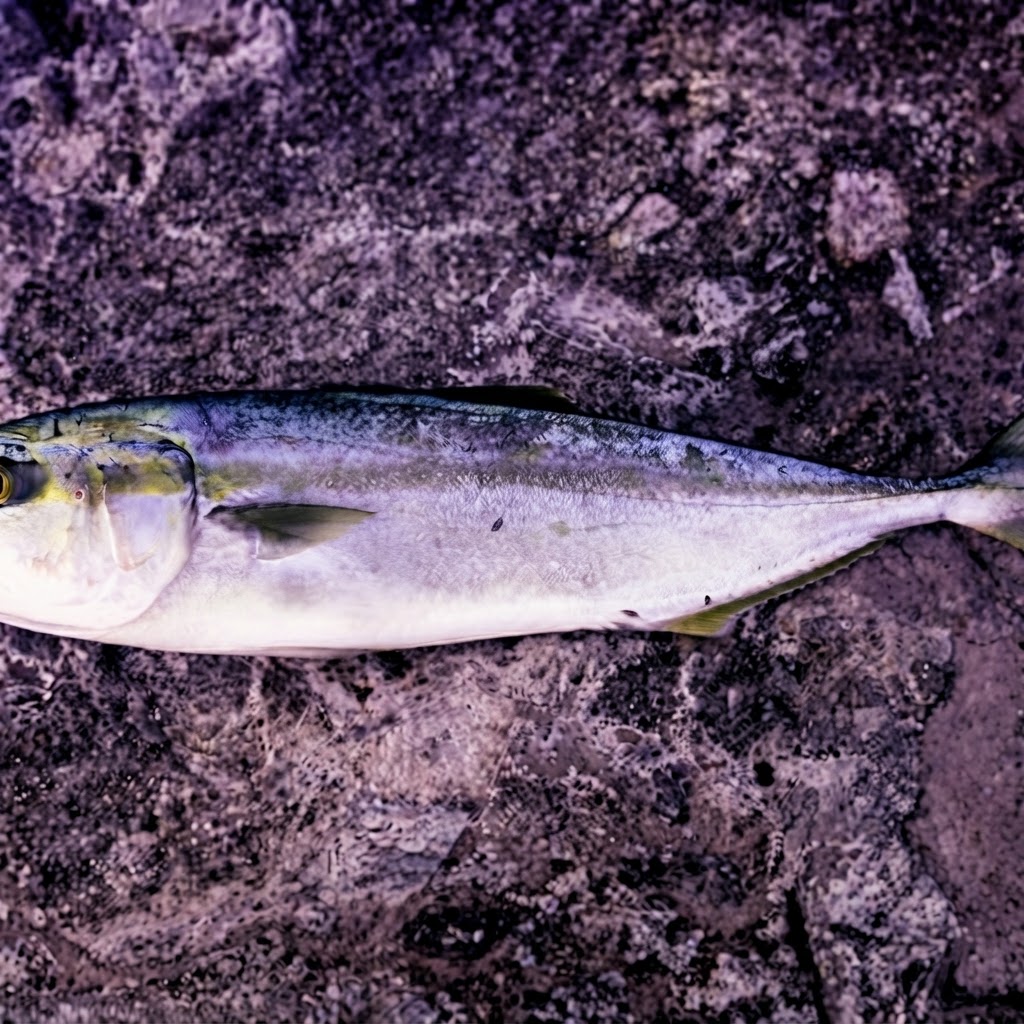 Yellowtail