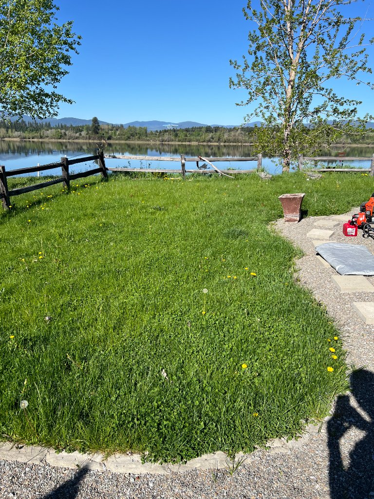 Lawn before Dunmore Lawn Care service — overgrown grass with dandelions