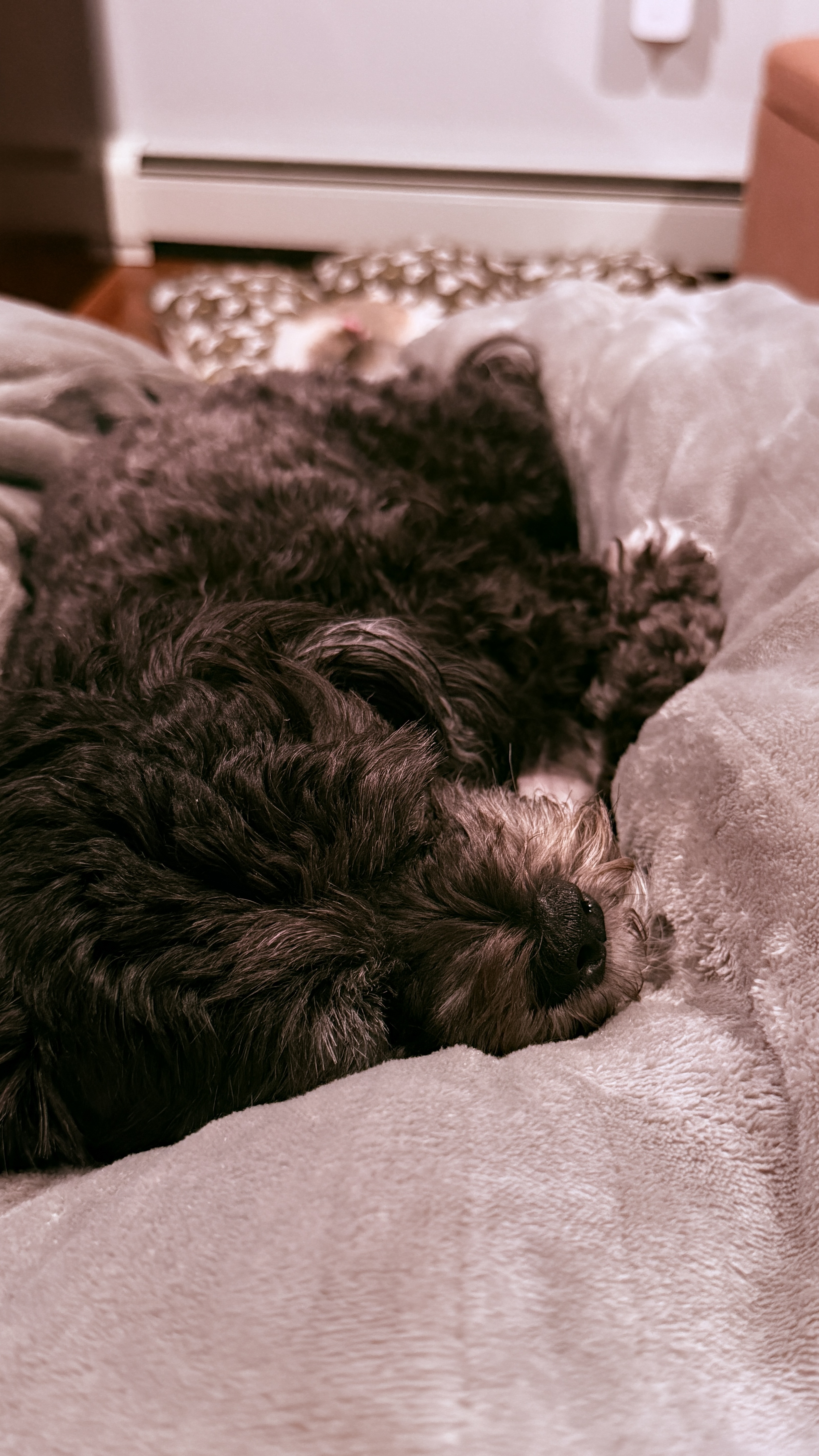 Luna curled up asleep on a soft grey blanket