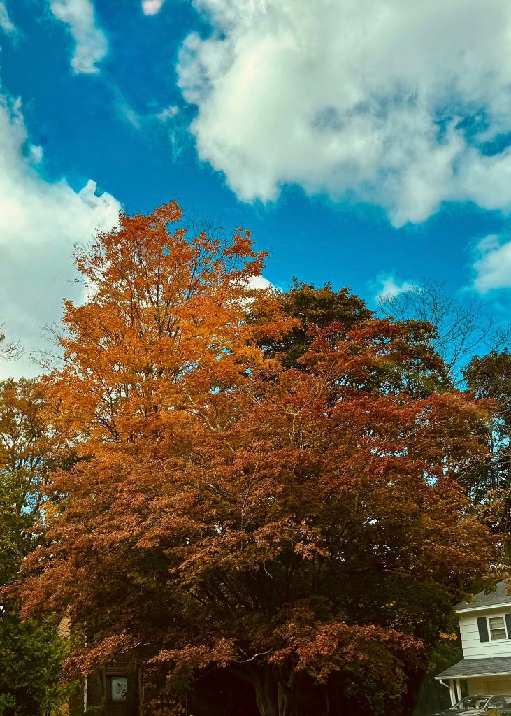 Autumn street scene with golden hour light