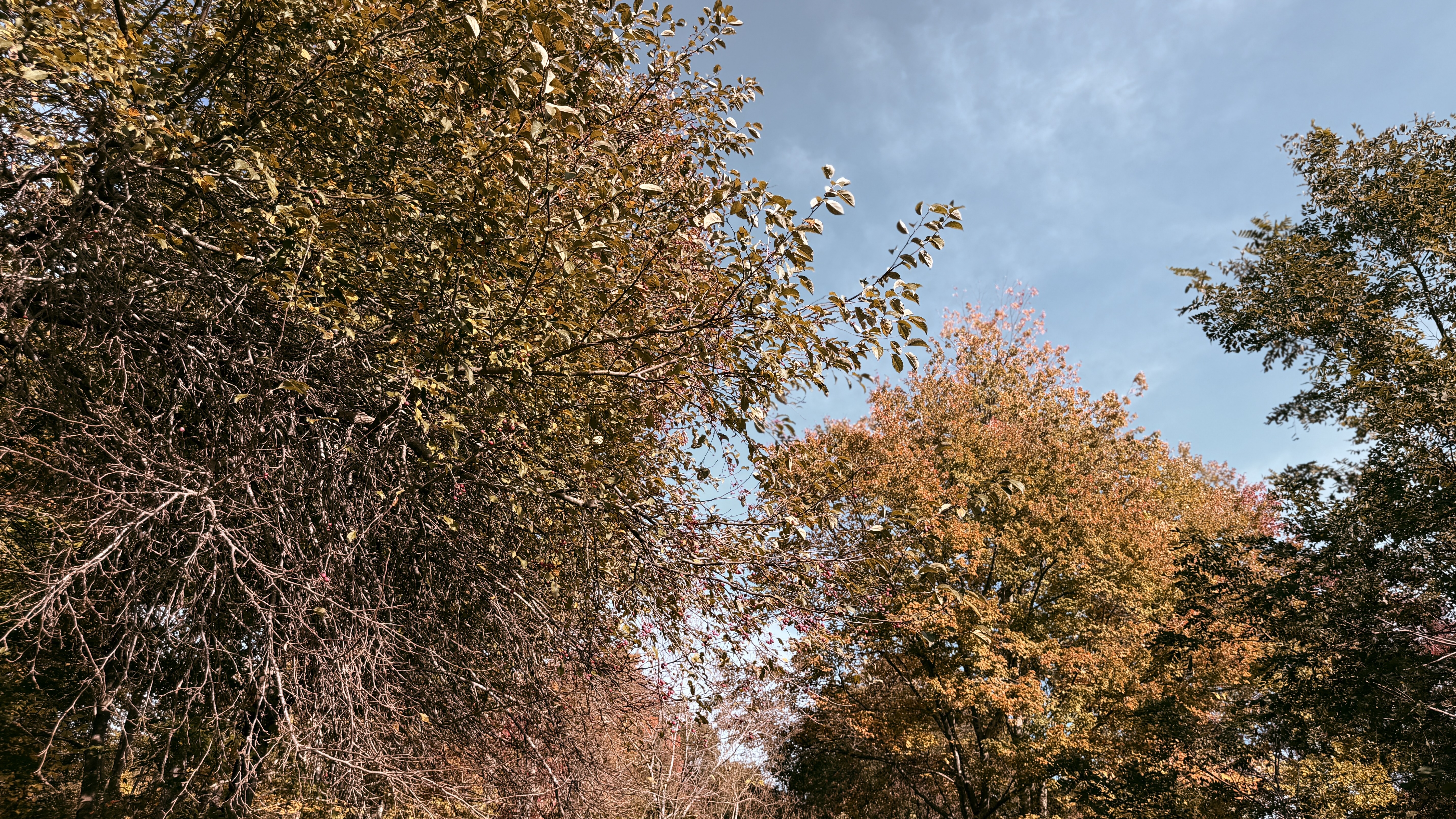 Bare branches and golden autumn leaves against a pale blue sky