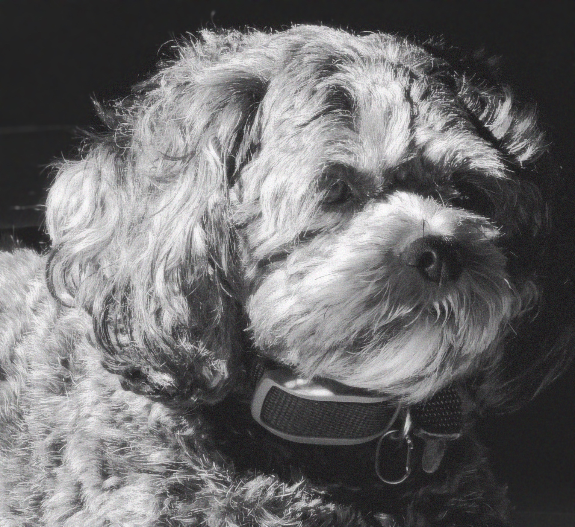 Black and white portrait of Luna with curly fur against a dark background