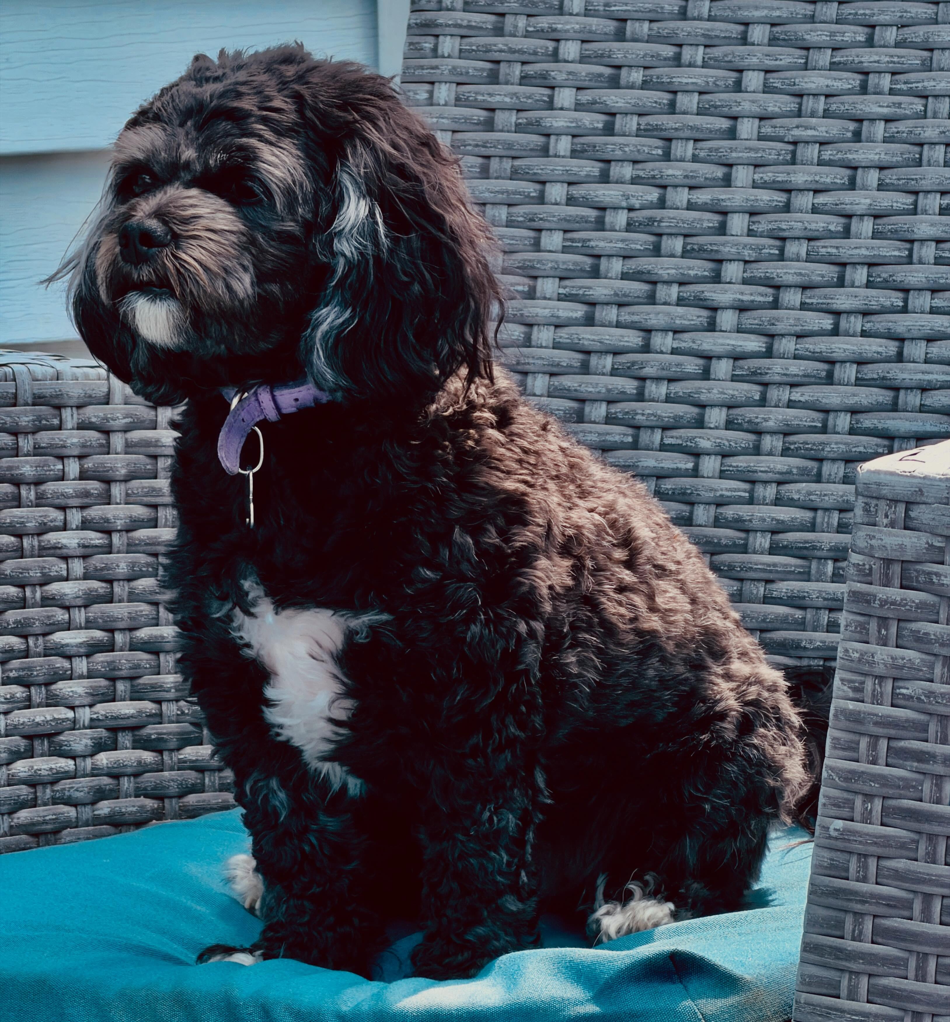 Luna the Teddy bear mix sitting on a teal cushion with a lavender collar