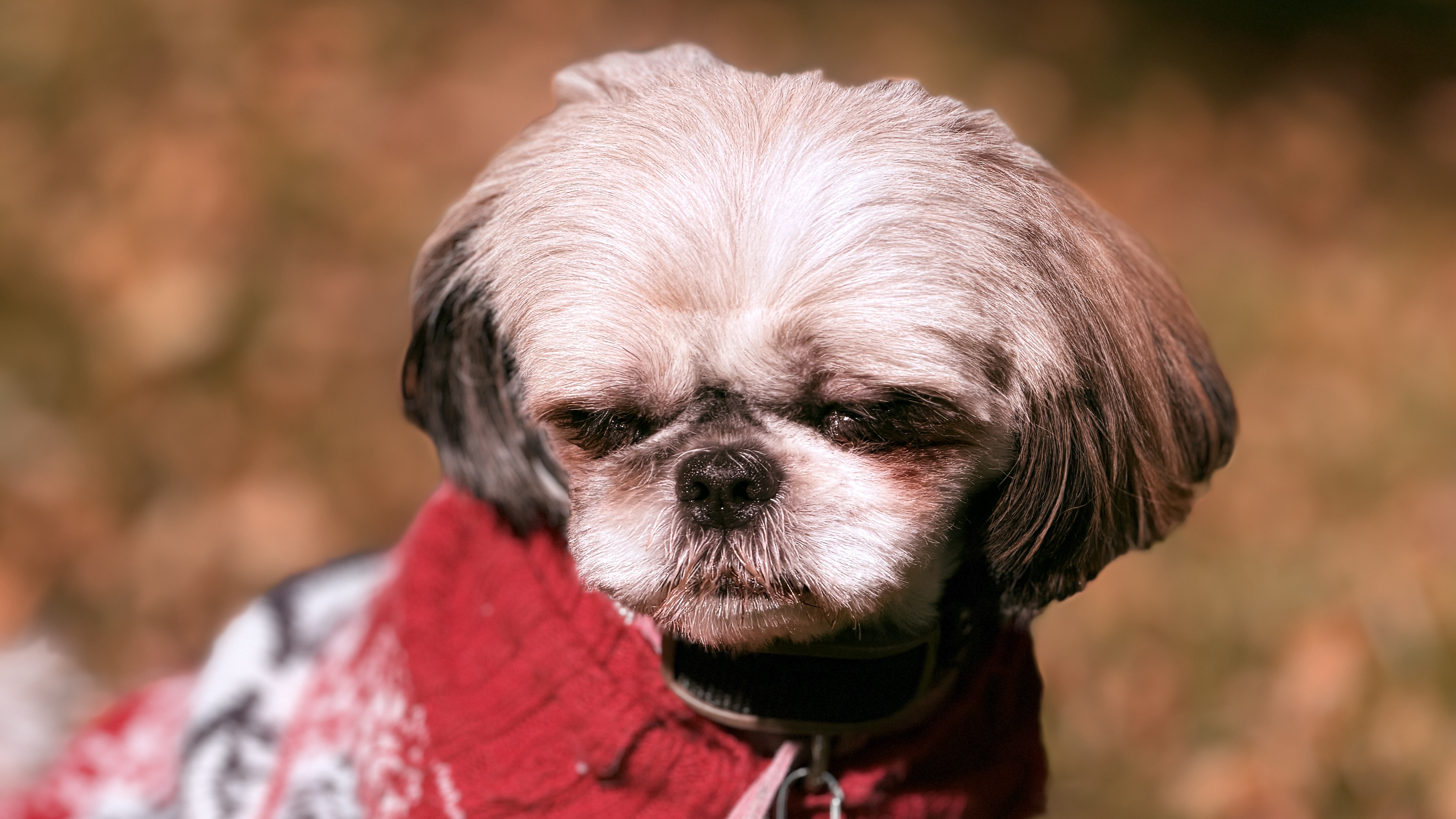 Close-up portrait of Daisy the Shih Tzu in a red patterned sweater