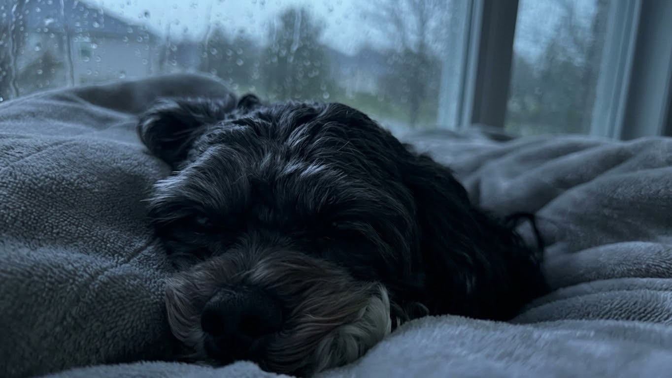 Luna the Teddy bear mix asleep on a blanket by a rainy window