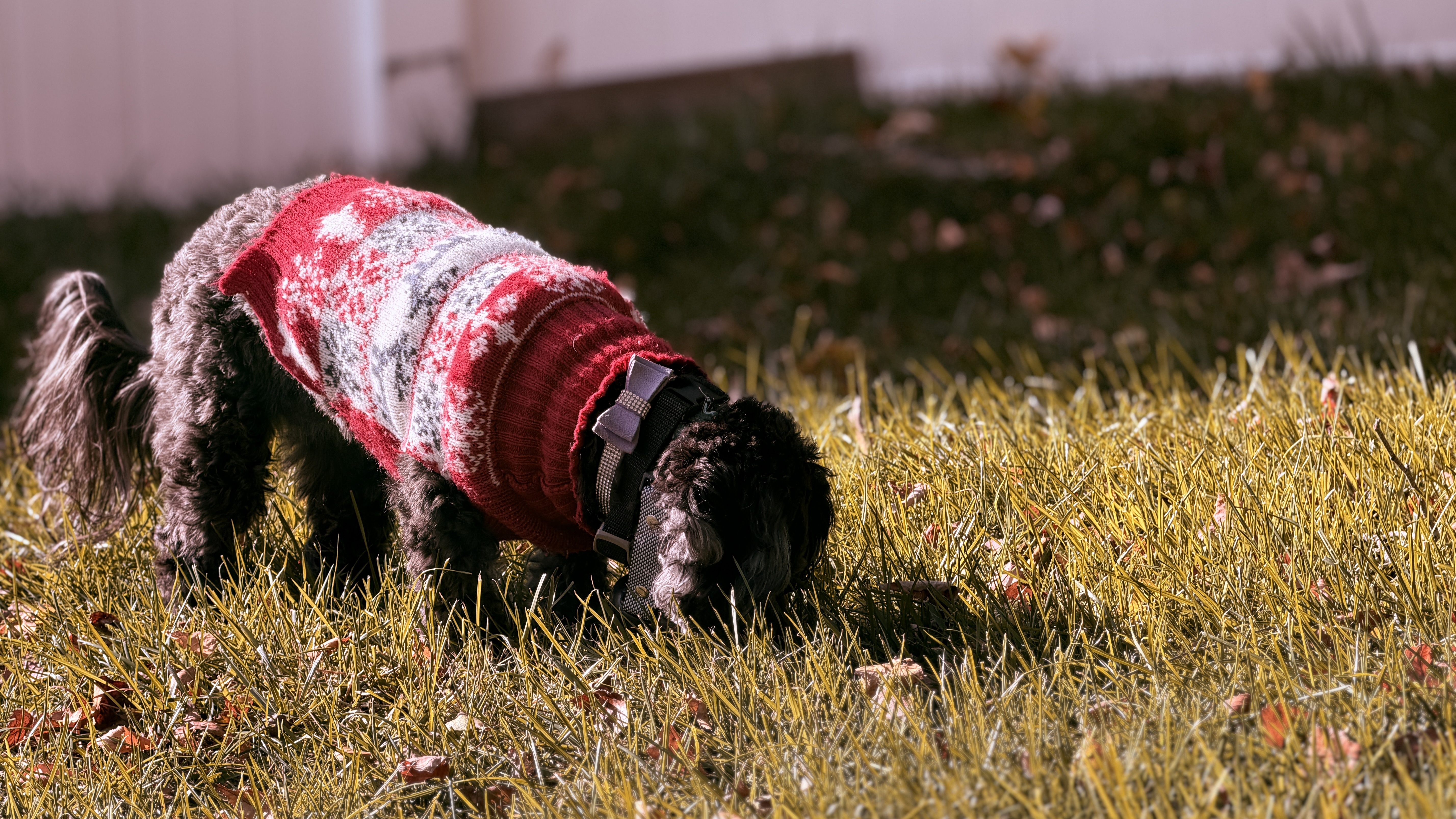 Luna the Teddy bear mix in a red patterned sweater standing on autumn grass