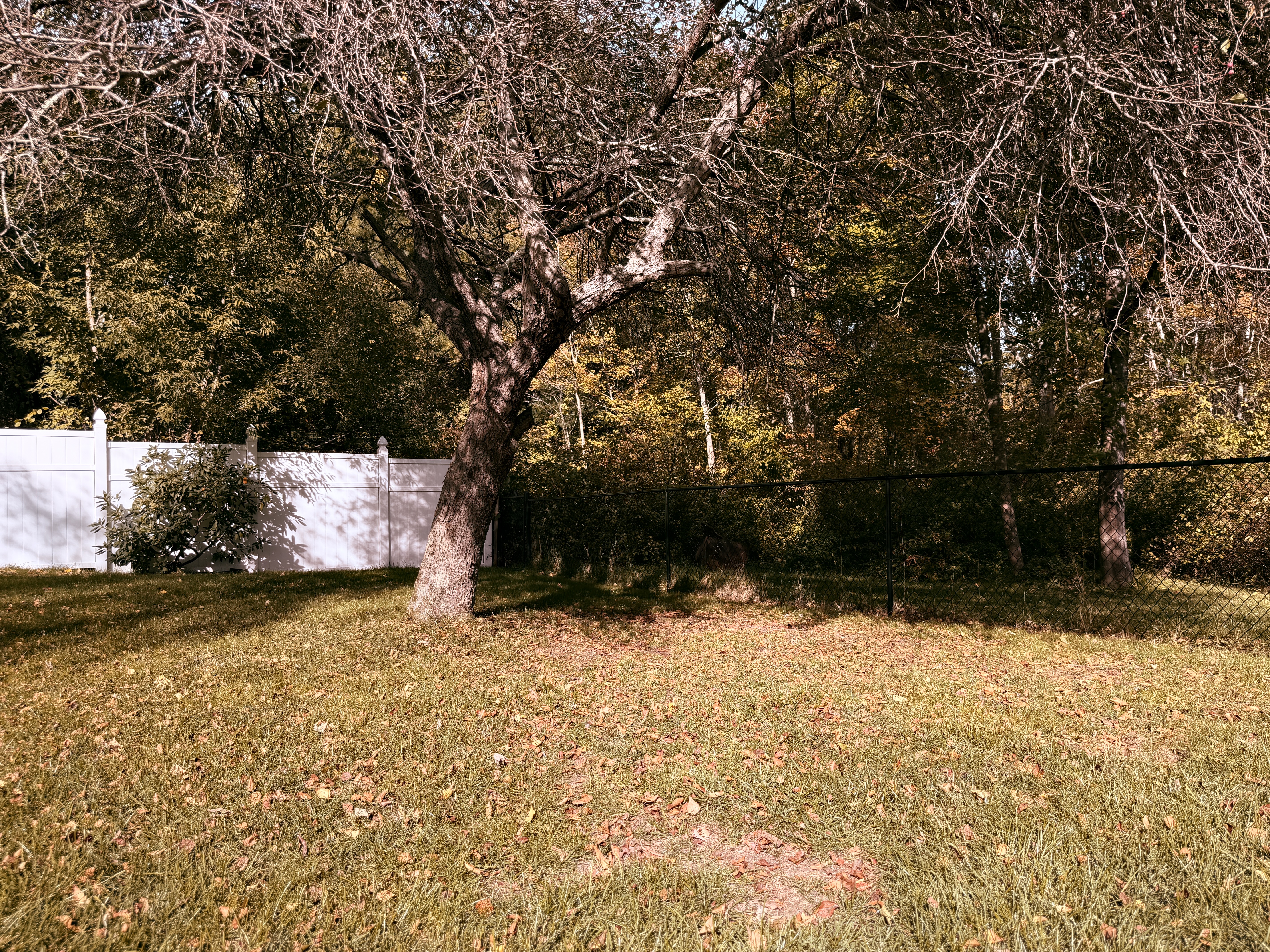 Autumn backyard with fallen leaves, a bare tree, and white and chain-link fences