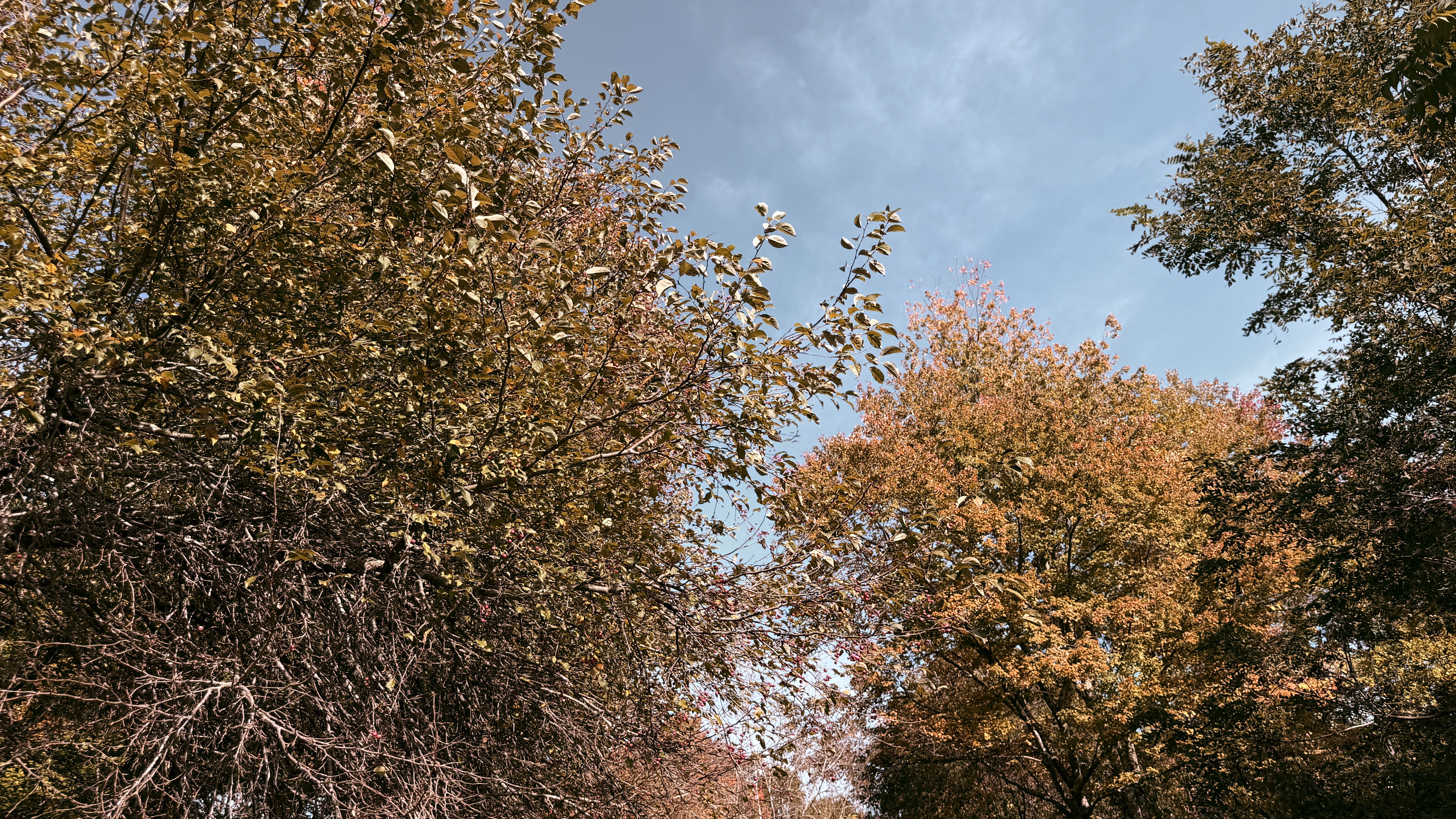 Autumn canopy of golden and russet leaves against a bright blue sky