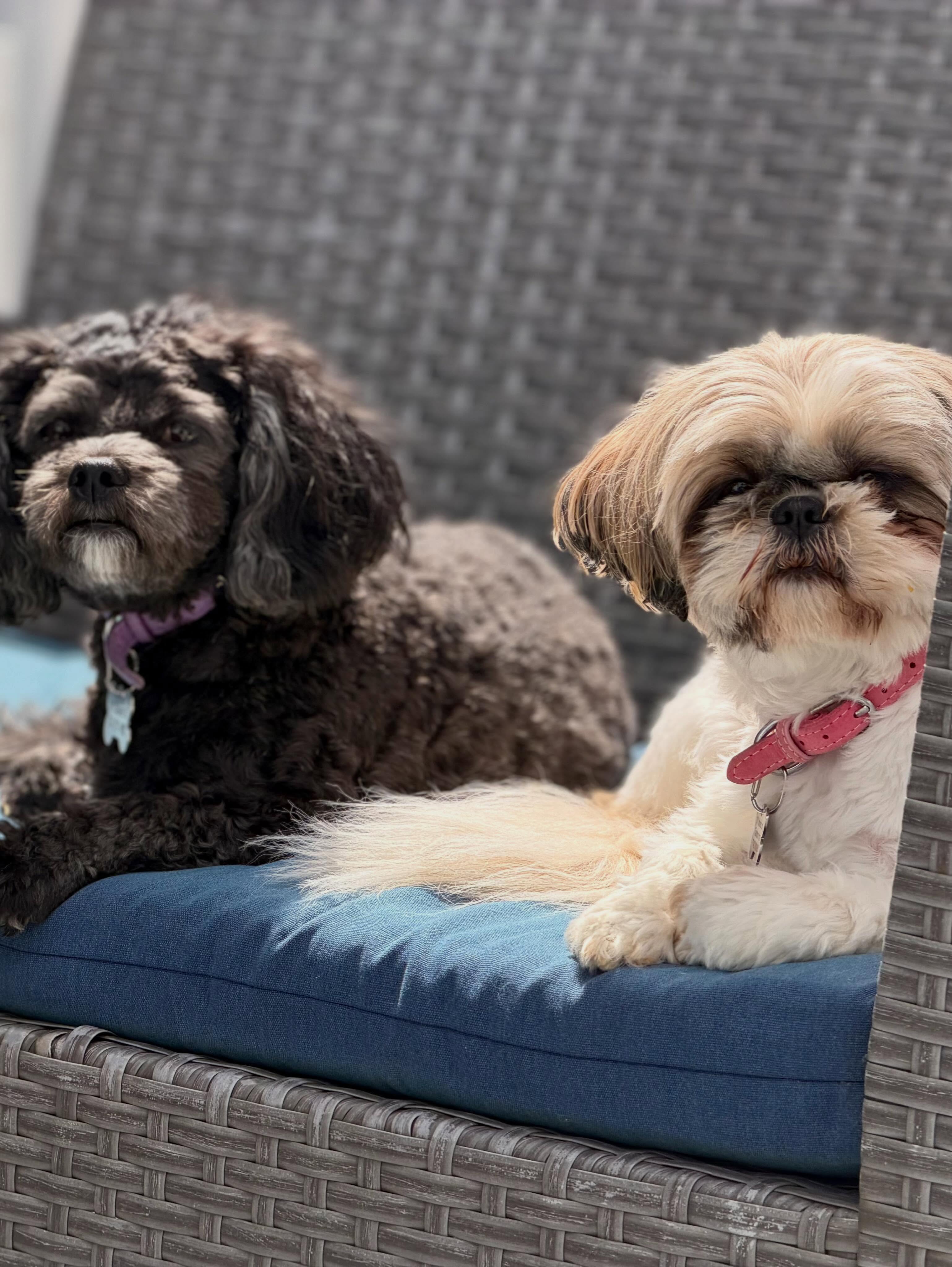 Daisy the Shih Tzu and Luna the Teddy bear mix resting together on a wicker chair
