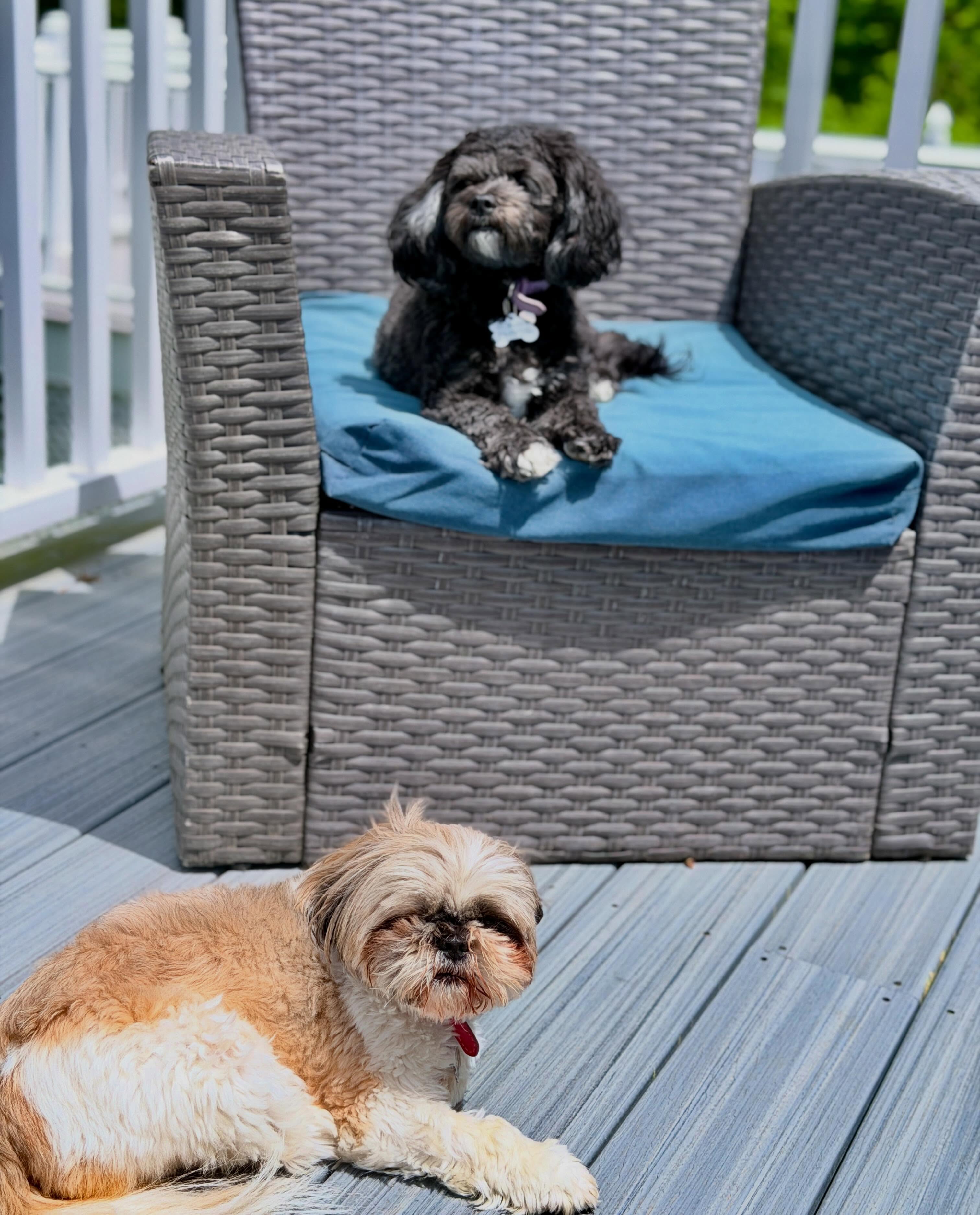 Daisy the Shih Tzu lying on the deck with Luna the Teddy bear mix sitting on a wicker chair behind her