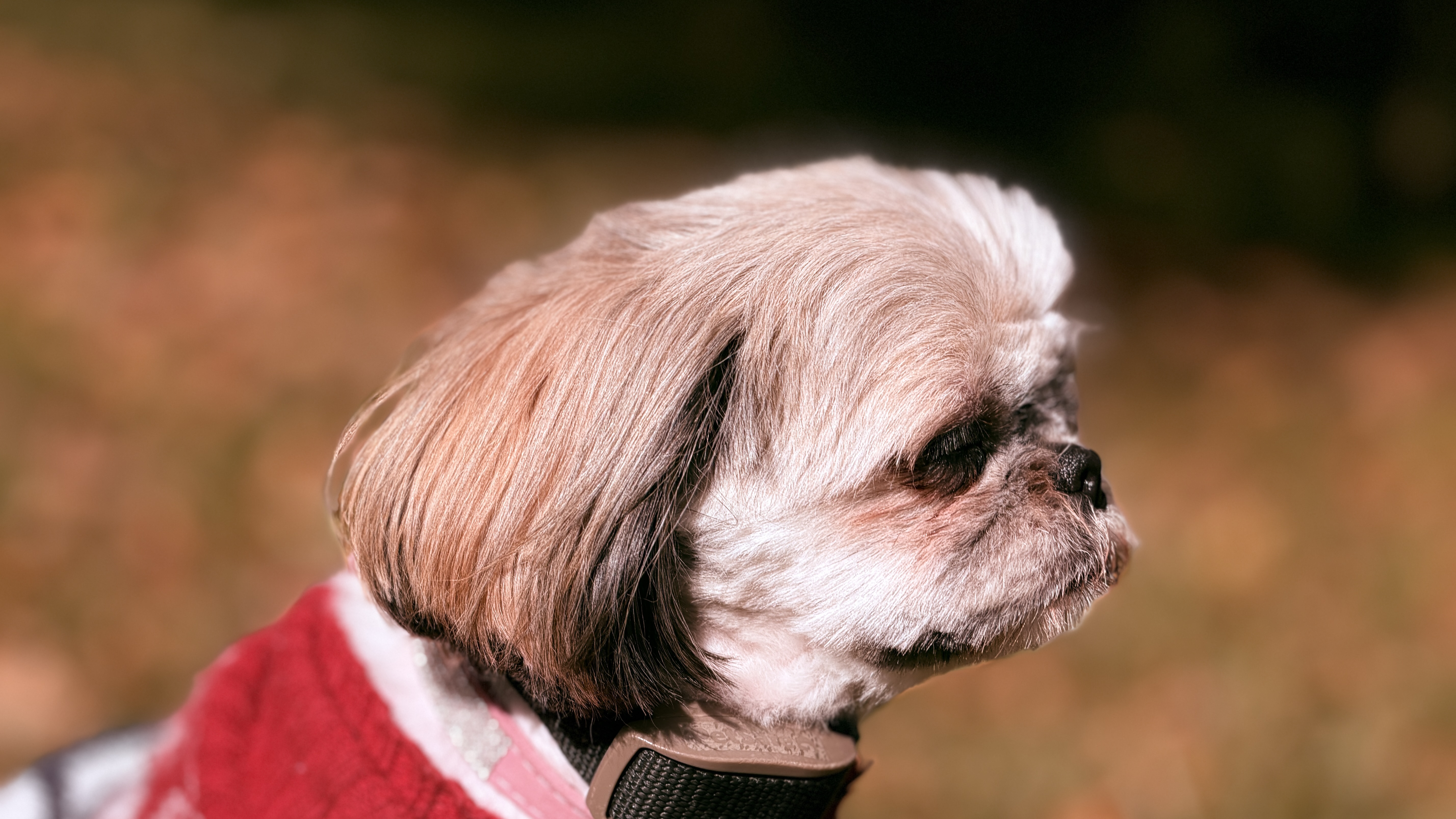 Close-up profile of Daisy the Shih Tzu in her red sweater against golden bokeh