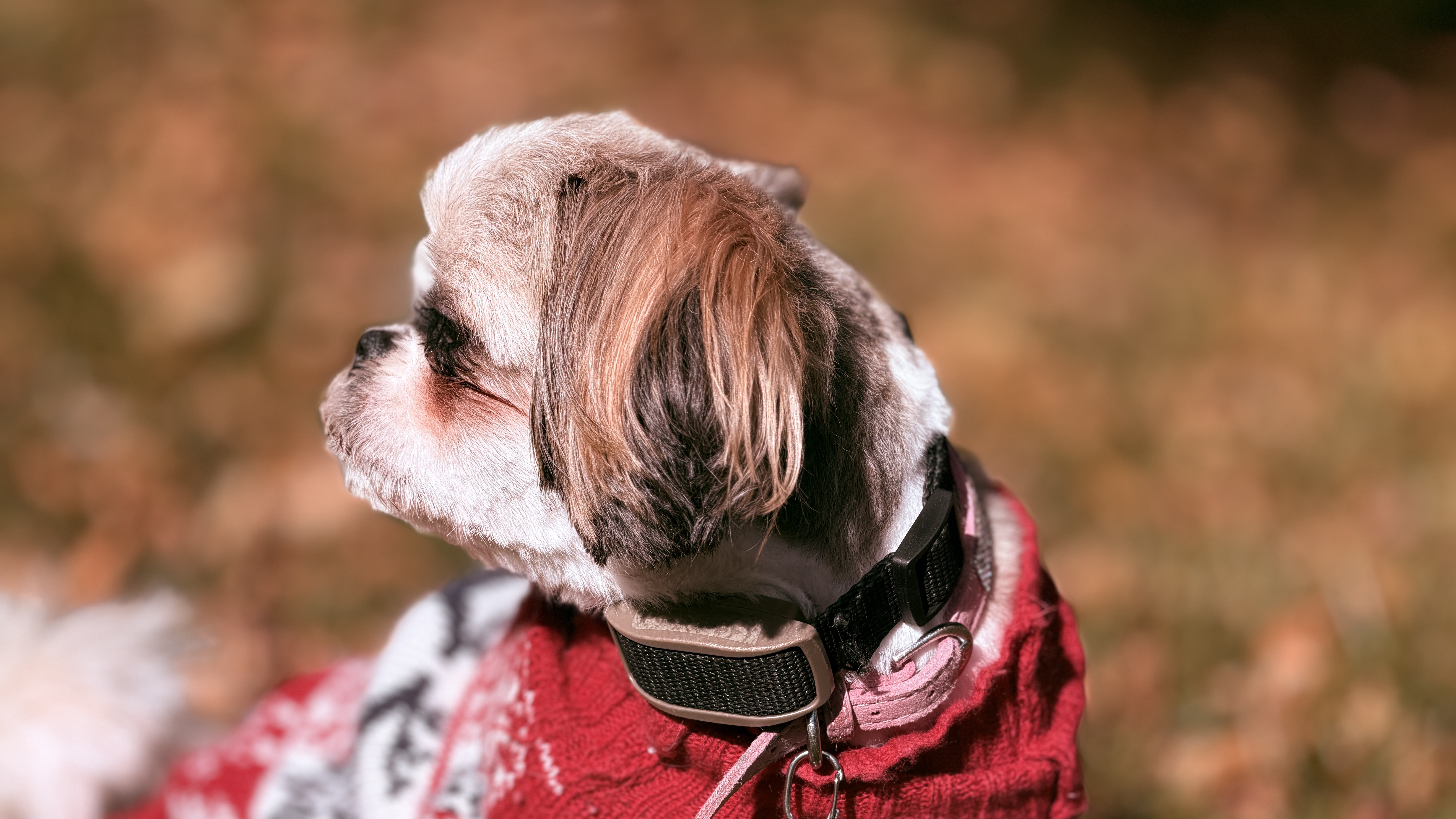 Side profile of Daisy the Shih Tzu in a red knit sweater against blurred autumn leaves