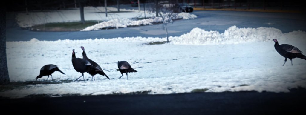 Wild turkeys walking in snow