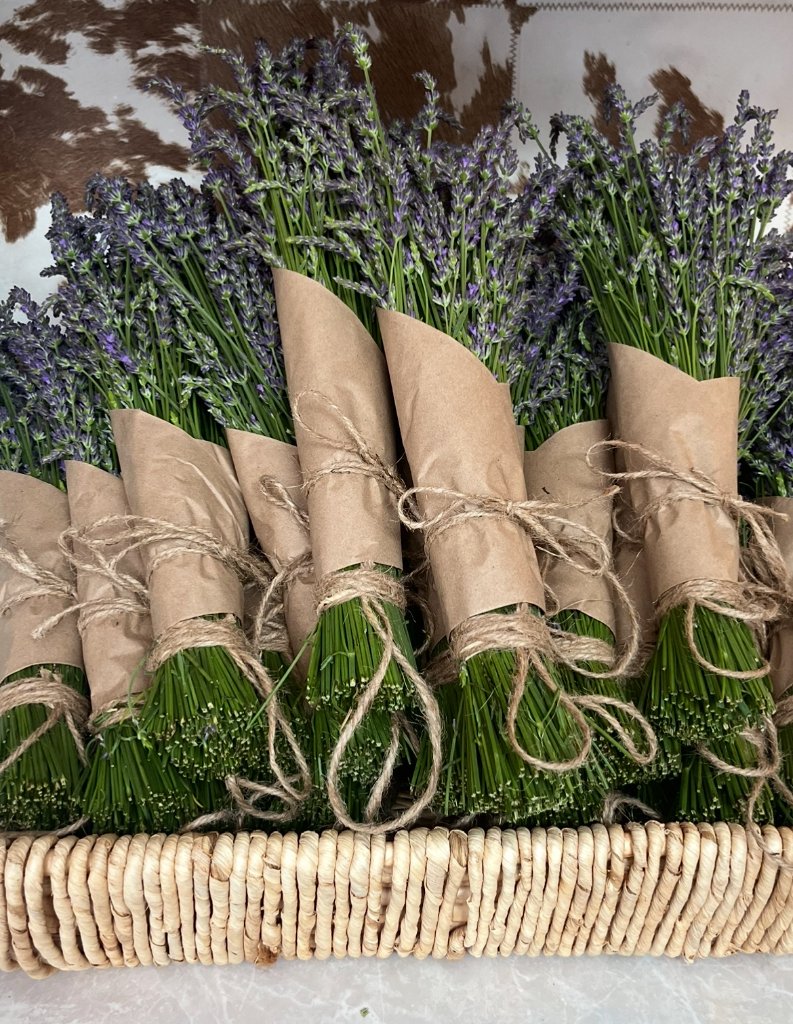 Fresh cut lavender bundles from u-pick lavender farm at Beyer Blossom Estate, NJ
