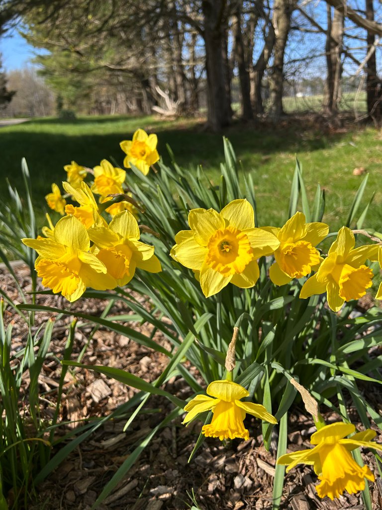Spring flowers blooming at Beyer Blossom Estate flower farm near Jersey Shore NJ