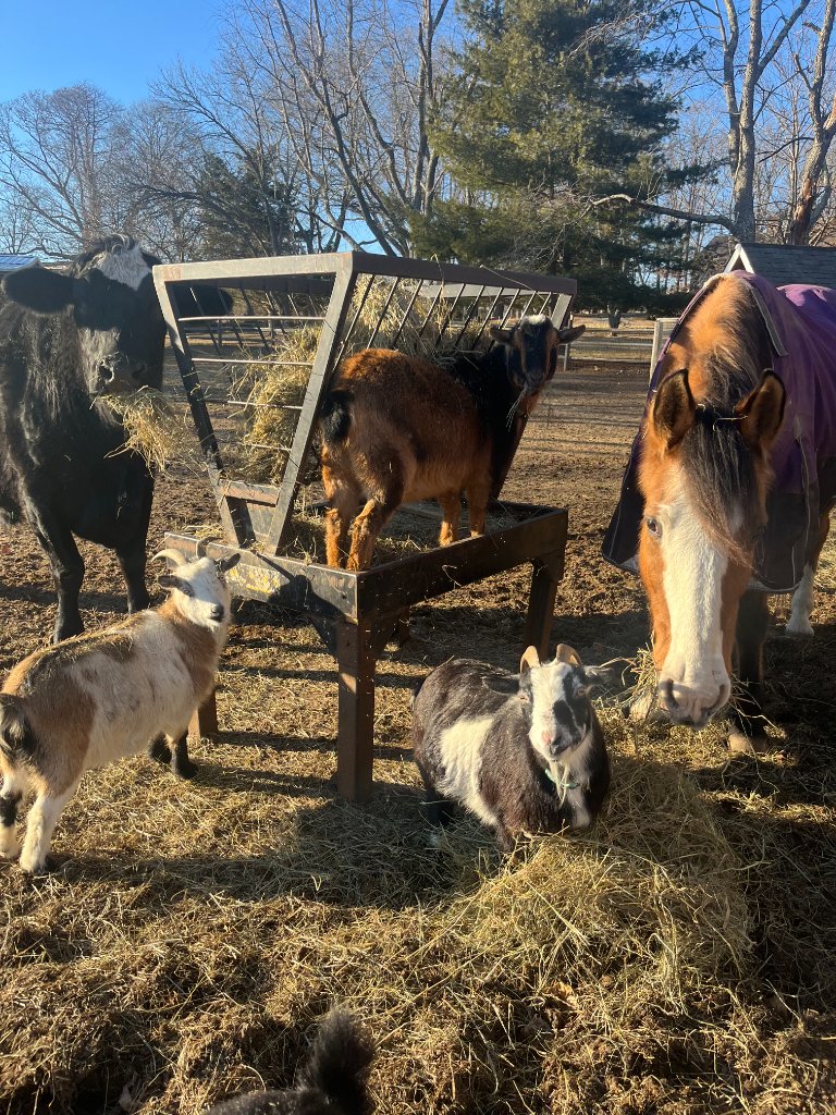 Farm animals at Beyer Blossom Estate lavender and flower farm, Wall NJ