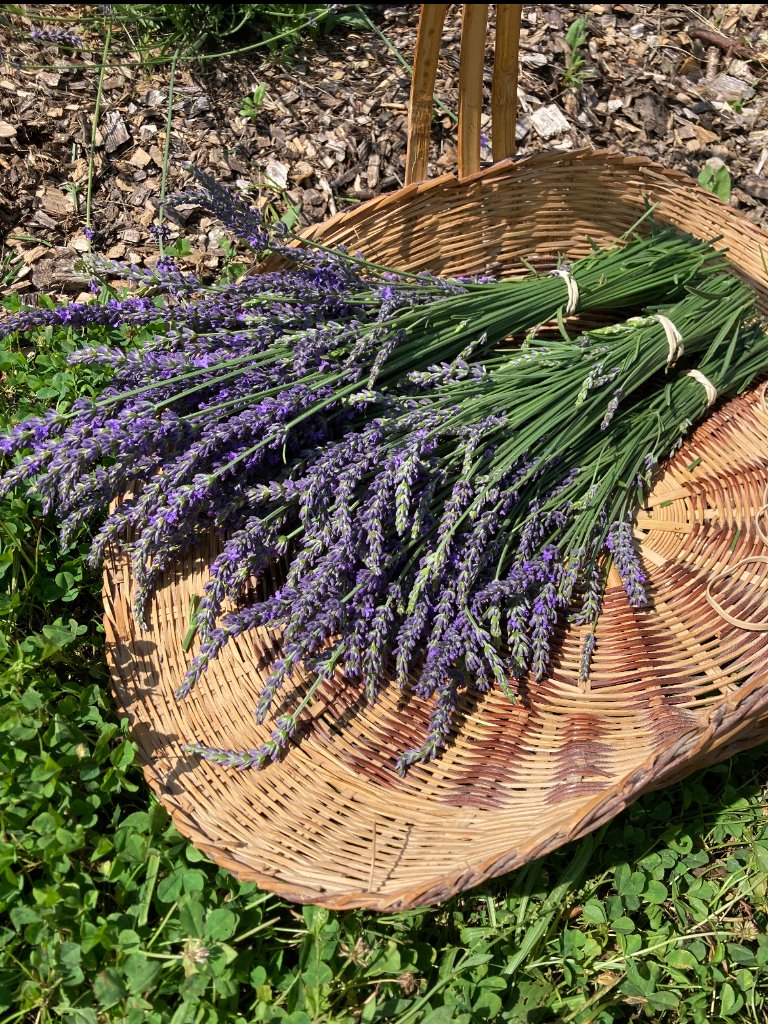 U-Pick Lavender