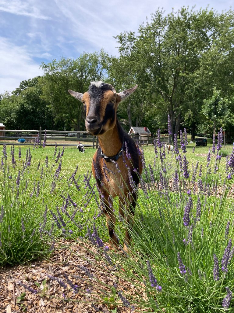 Farm animal among lavender rows at Beyer Blossom Estate lavender farm, Wall Township NJ