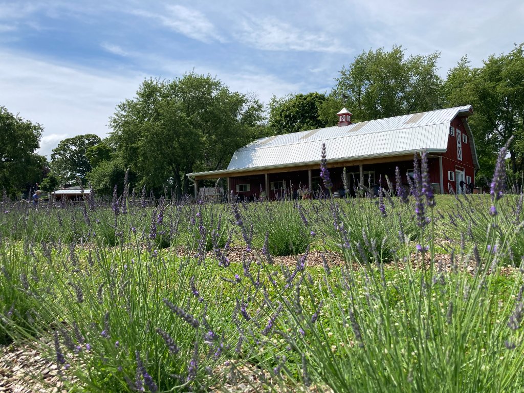 Lavender fields and Dutch barn at Beyer Blossom Estate u-pick lavender farm, Monmouth County NJ