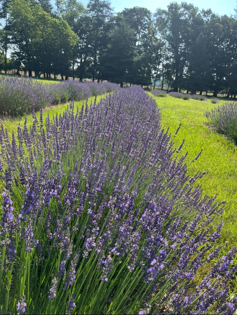 U-Pick lavender fields at Beyer Blossom Estate lavender farm, Wall Township NJ