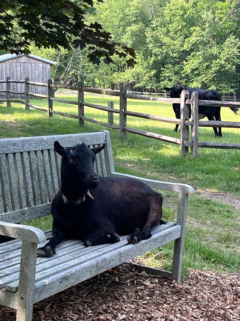 Farm animals relaxing in the fields at Beyer Blossom Estate flower farm, NJ