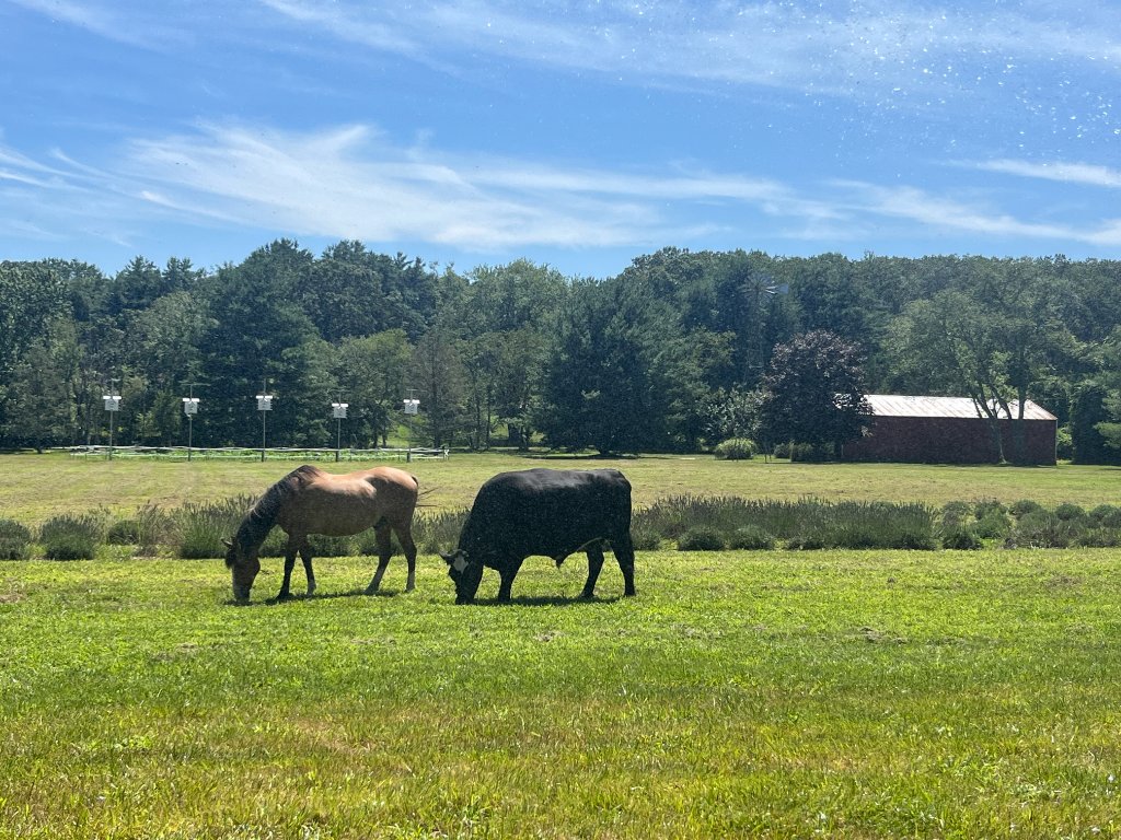 Farm animals at Beyer Blossom Estate flower farm, Monmouth County NJ