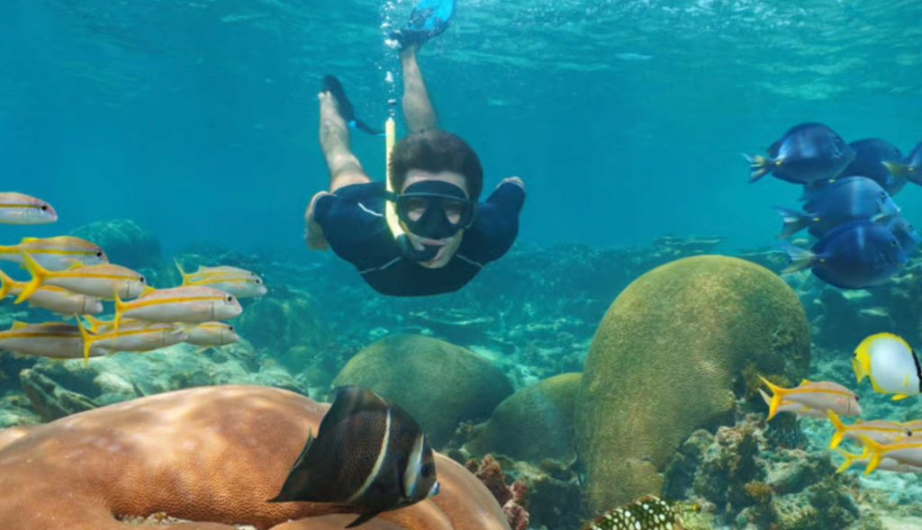 Snorkeling Isla Catalina