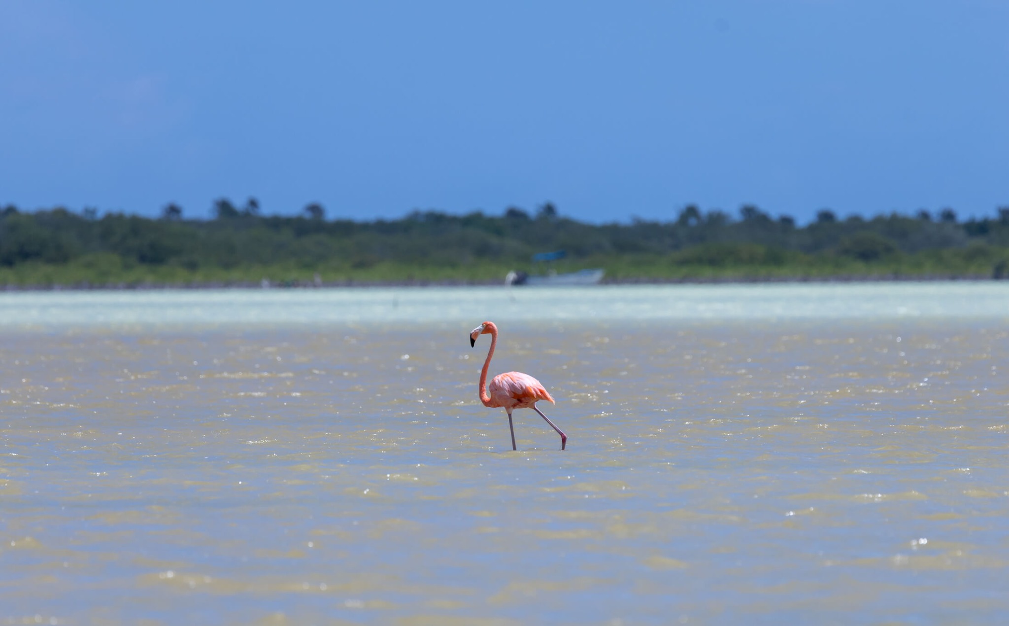 Ein rosa Flamingo watet durch eine flache Lagune