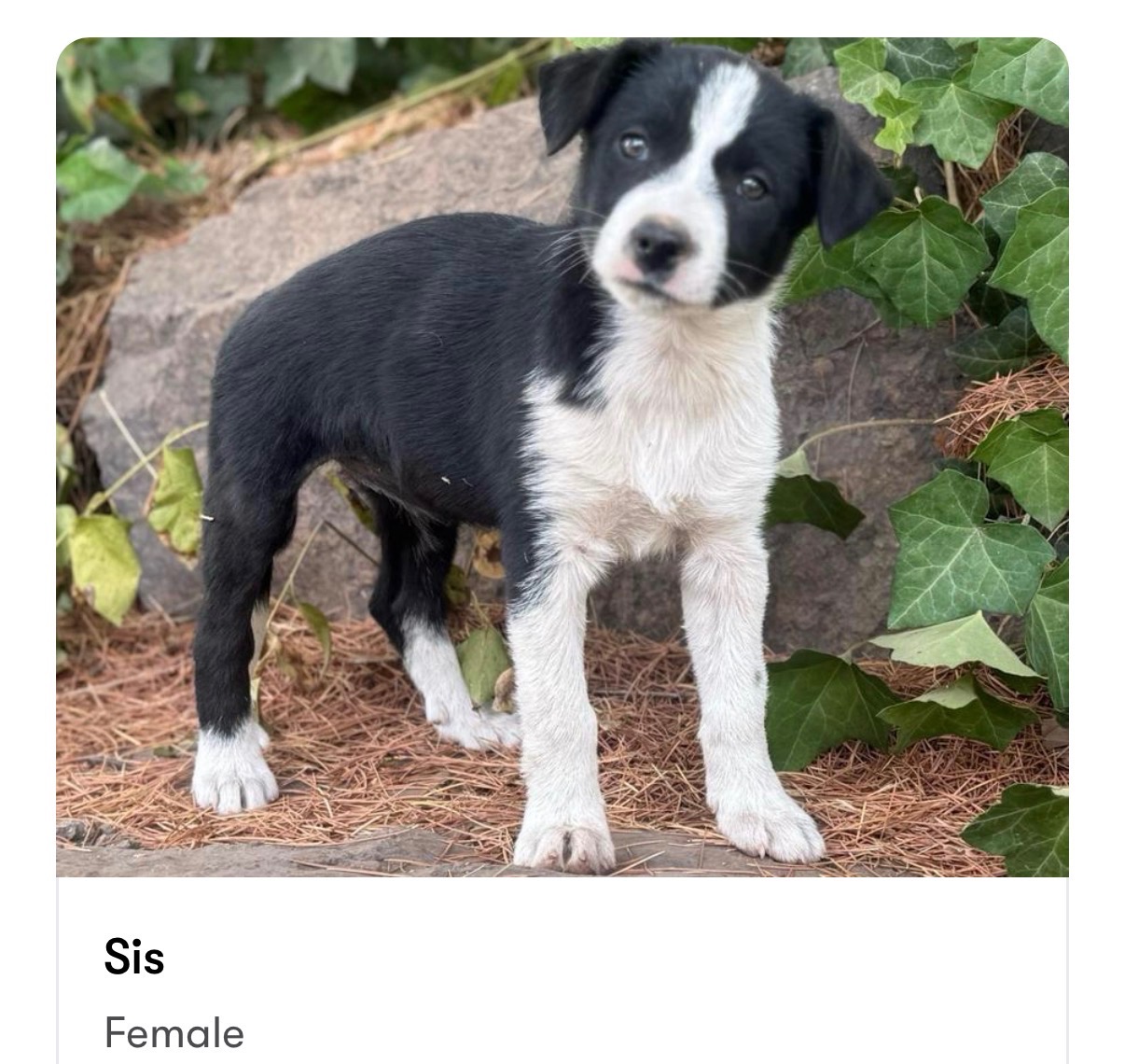 Sis