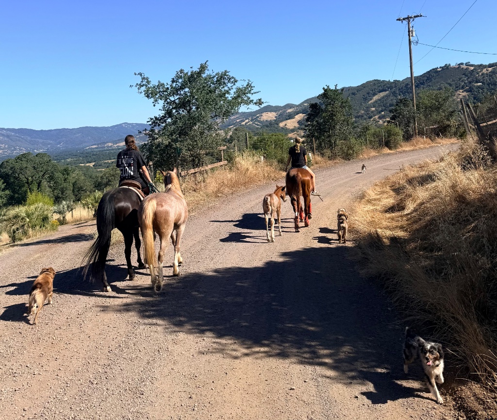 Wild Rose Ranch