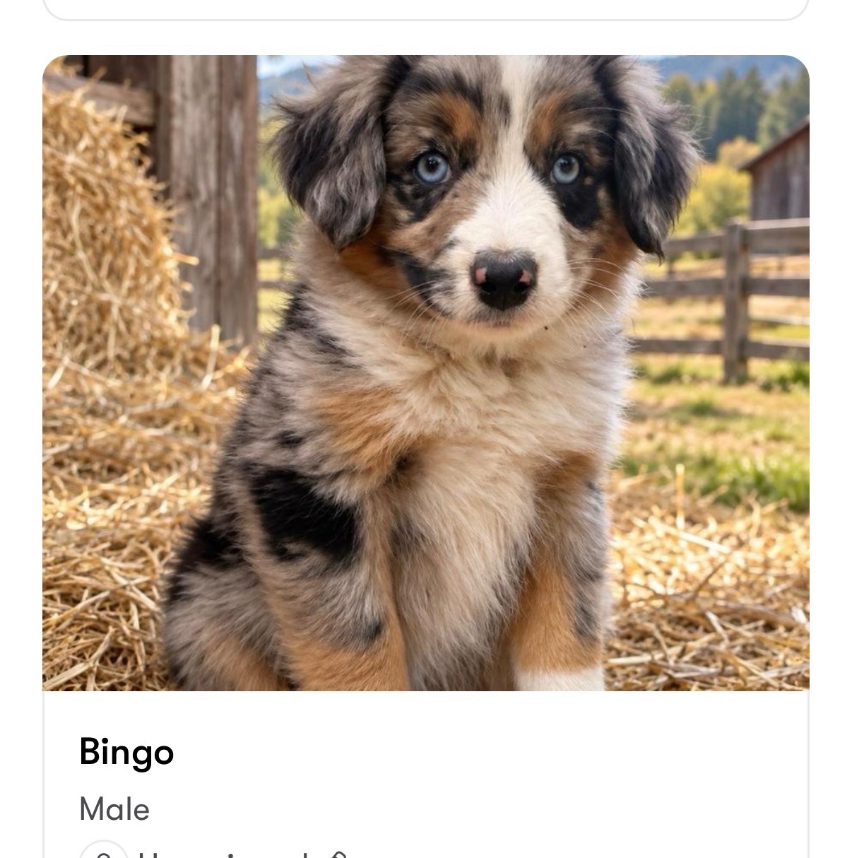 Bingo