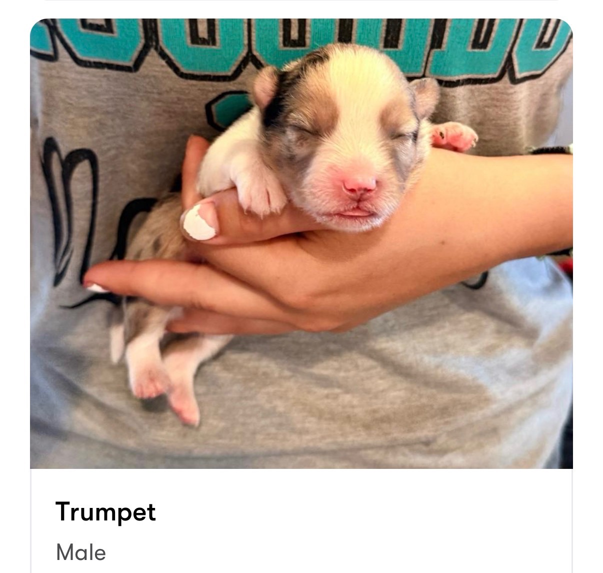 Trumpet